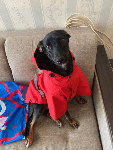 German Pinscher dog in a firefighter's suit