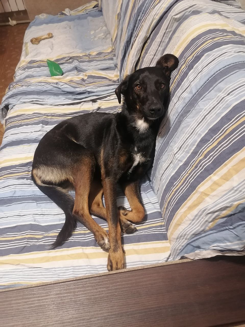 German Pinscher dog looking very demure